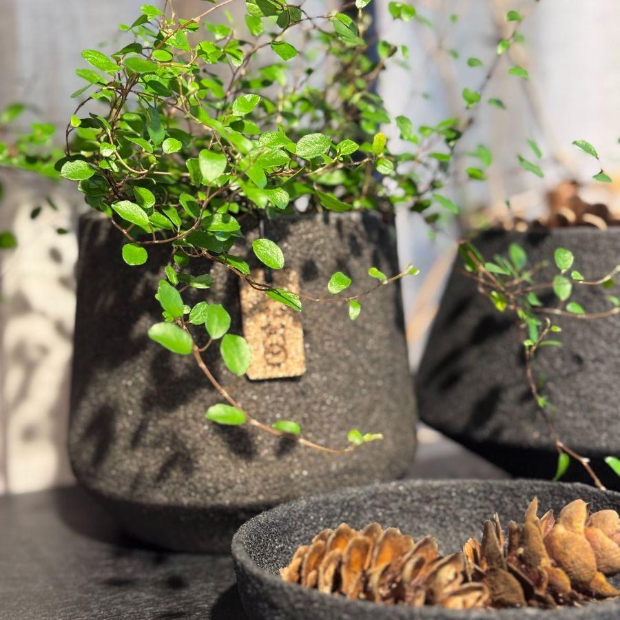 Kültéri kaspó előkertben